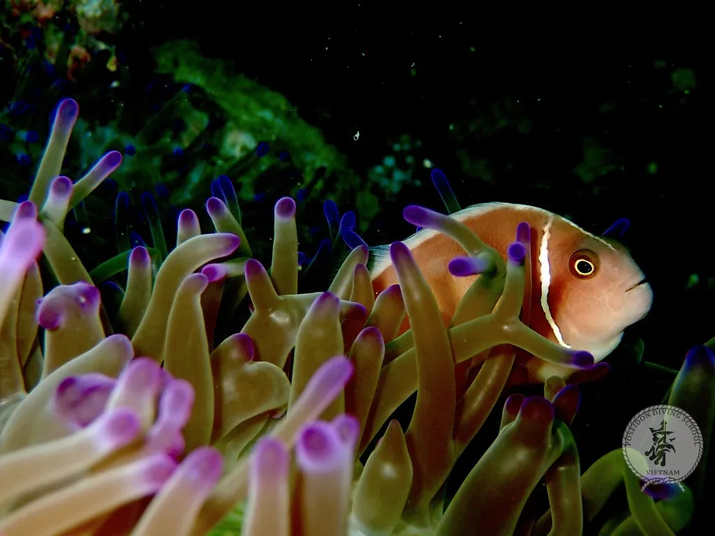 A pink anemonefish among purple-tipped anemone tentacles underwater