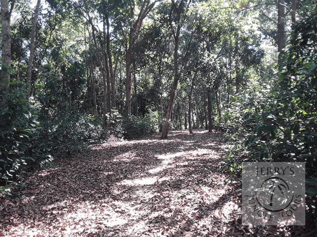 Jungle & National Park
